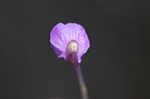 Eastern purple bladderwort